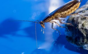 Hamam böceği ısırır mı?